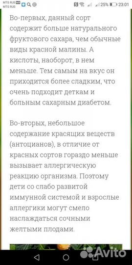 Малина Жёлтый гигант