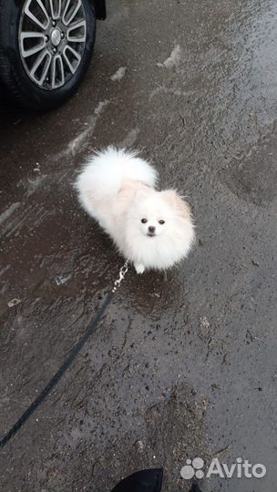 Щенки шпица