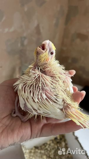 Попугаи Кореллы