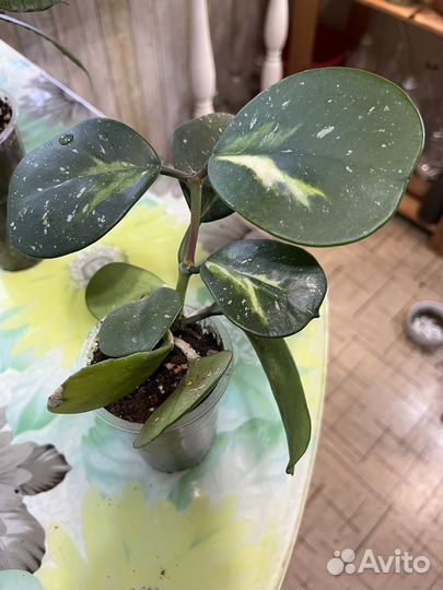 Хоя обовата вариегата