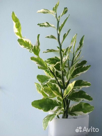 Педилантус