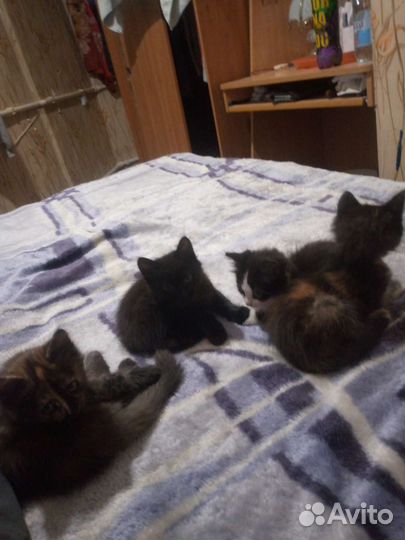 Кошка в дар бесплатно