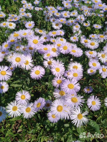 Эригерон - многолетник на посадку