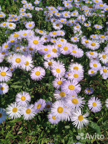 Эригерон - многолетник на посадку