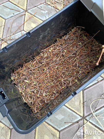 Измельчитель веток аренда