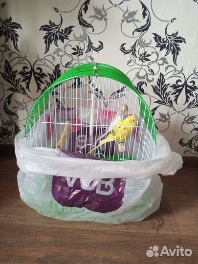 2 волнистых попугая