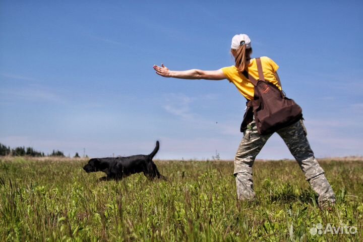 Дрессировка собак, зоогостиница