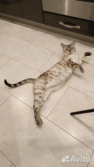 Бенгальская кошка
