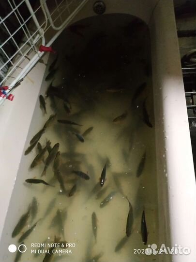 Живец карась