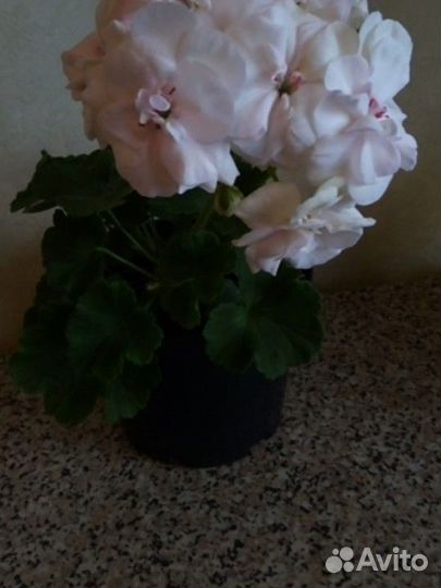 Пеларгонии сортовые