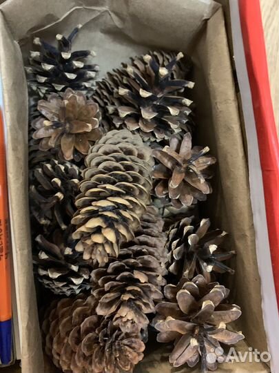 Шишки для поделок