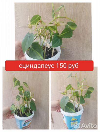Комнатные цветы
