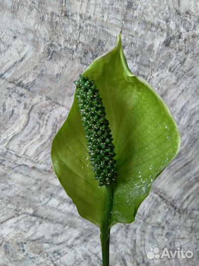 Спатифиллум Алана, крупный низкорослый сорт