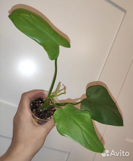 Филодендроны