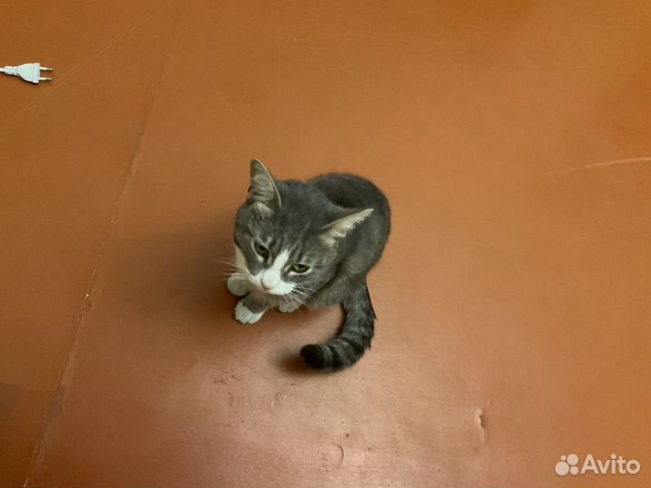 Кота в добрые руки