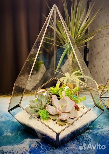 Капля с суккулентами