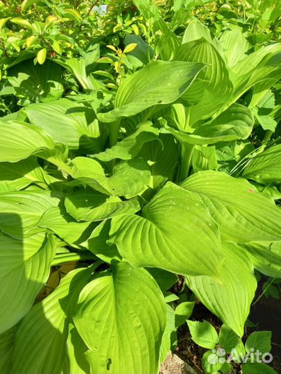 Расстения для сада