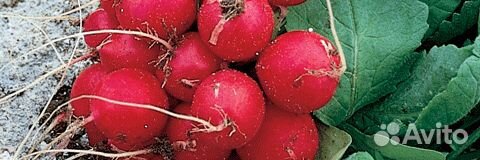 Семена Редиса 