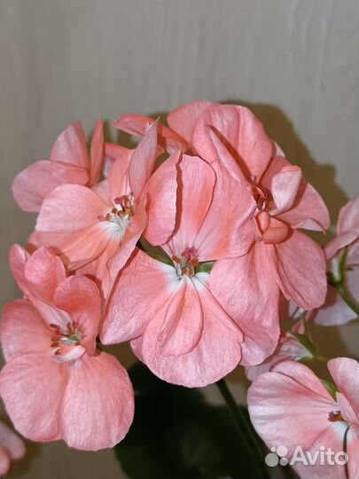 Пеларгонии сортовые