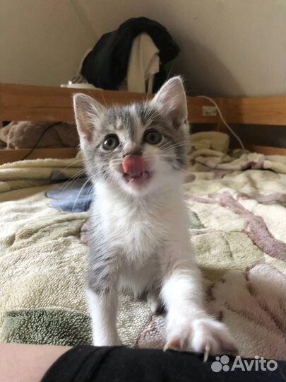 Котенок в добрые руки