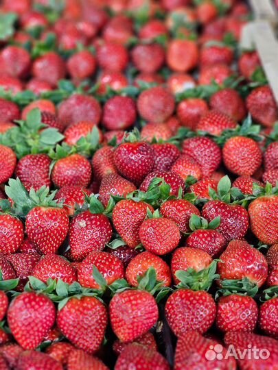 Клубника свежая