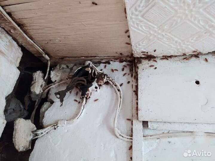 Уничтожение клопов, травить тараканов. Дезинсекция