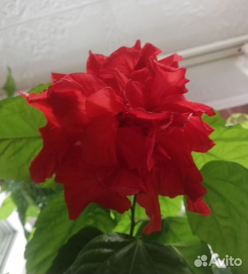 Гибискус китайская роза, красный, махровый