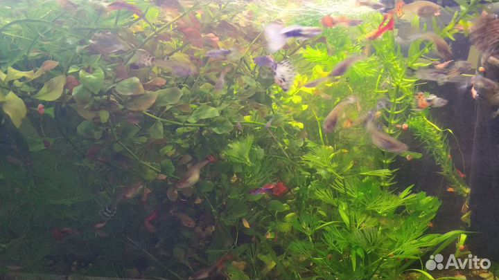 Рыбки гуппи, креветки Черри, травка для аквариума
