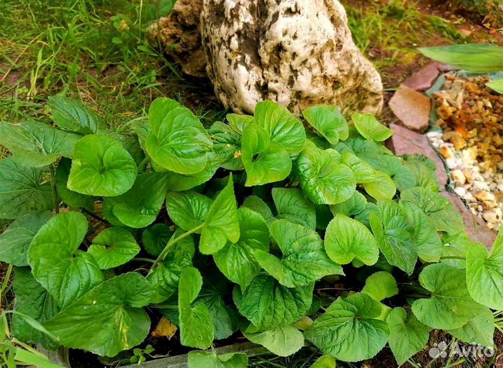 Садовая фиалка