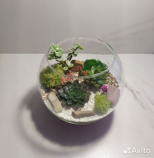 Флорариум шар с суккулентами