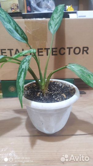 Декабрист, аглаонема