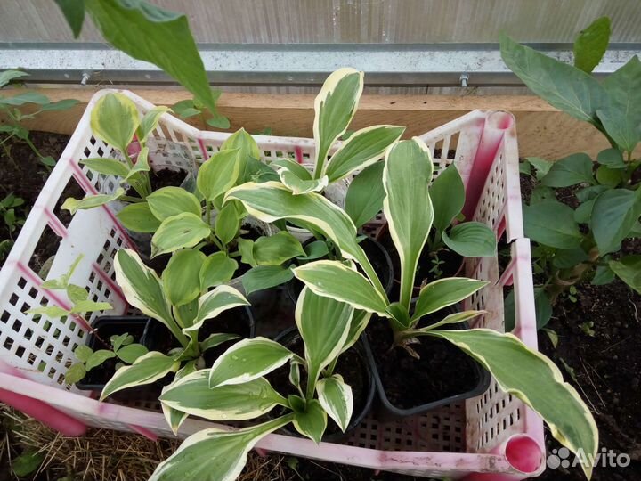 Многолетние цветы (хосты 5 видов и гейхеры)