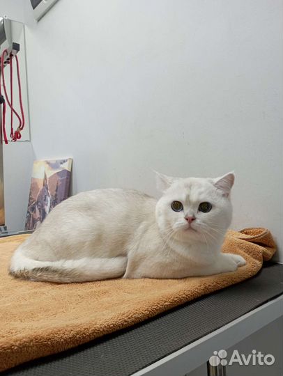 Груминг собак и кошек