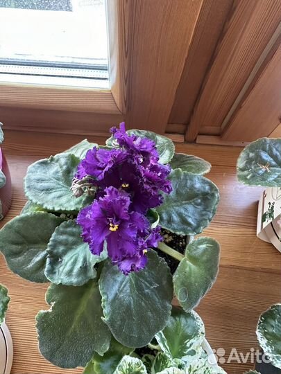 Фиалка Орхидея вмновом кашпо