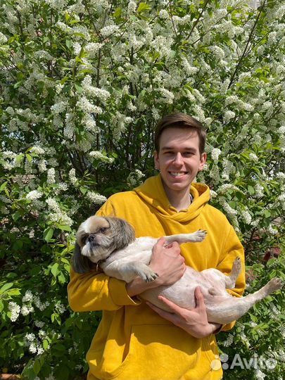 Выгул собак