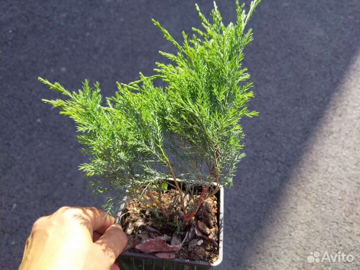 Можжевельник