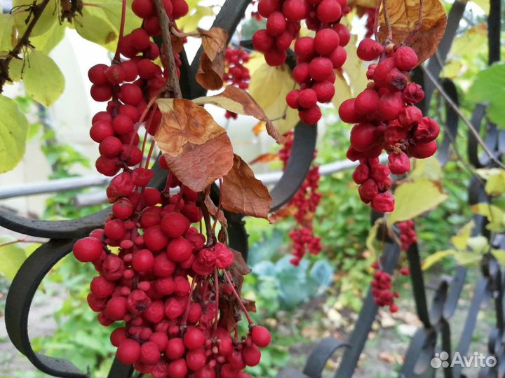 Саженцы китайского лимонника