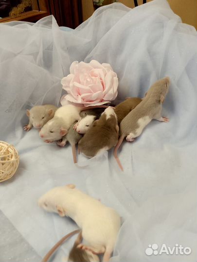 Крыса.крысятки Дамбо Крысуни