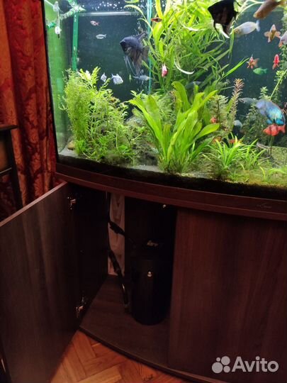 Аквариум Биодизайн Панорама (450 л). Золотой орех