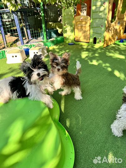 Бивер мальчик