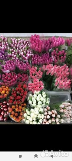 Тюльпаны к 8 марта оптом
