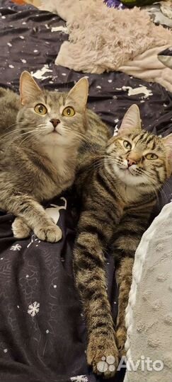 Передержка кошек и котов