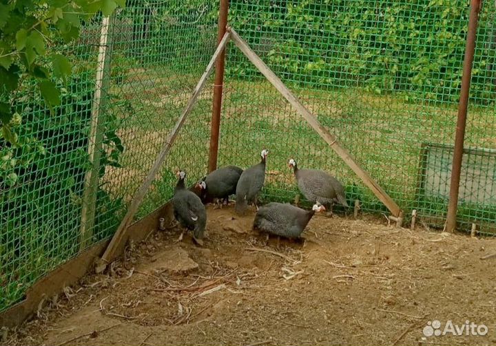 Куры цесарки