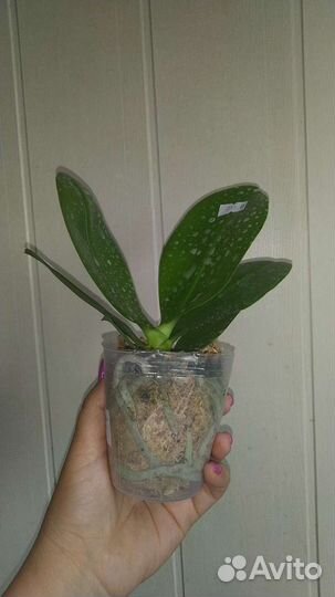 Орхидея Sogo Pony