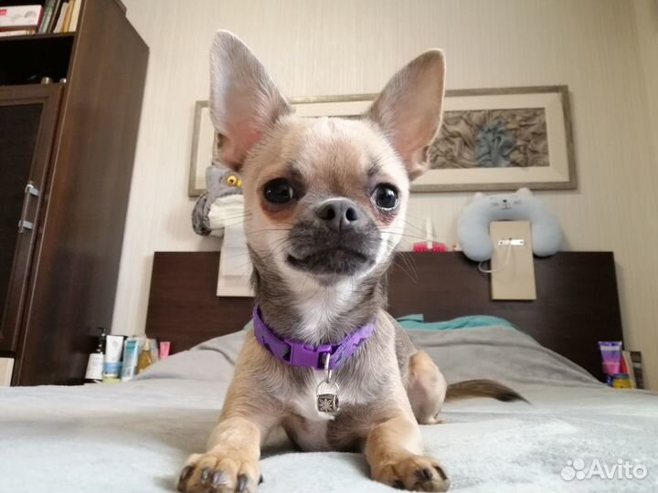 Кобель чихуахуа для вязки