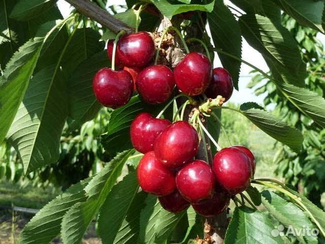 Саженцы черешни Свит Валентайн (Sweet Valentine)