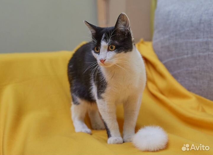 Котенок в добрые руки