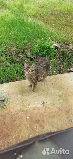 Молодой котик ищет дом