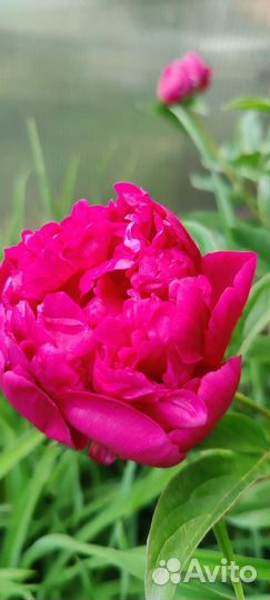 Лилейник, колеус, пион