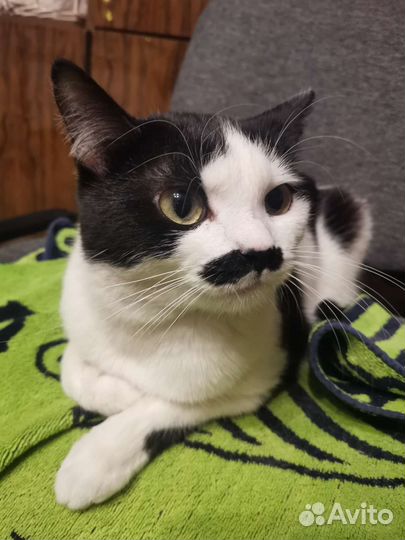 Кот в добрые руки